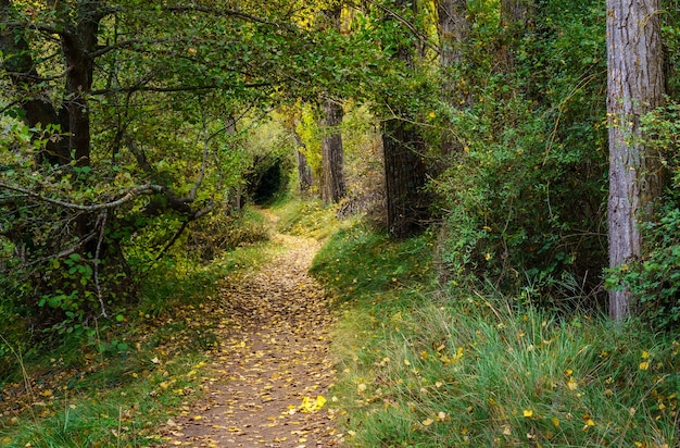 Paysage d'automne. Chemin dans la forêt avec des lumières et des ombres. Tapis de feuilles mortes et forêt magique et enchantée. Ségovie, Espagne.