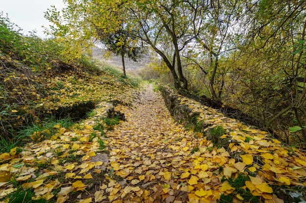 Paysage d'automne avec chemin entre les arbres et clôture en bois. Feuilles tombées sur le sol. Espagne.