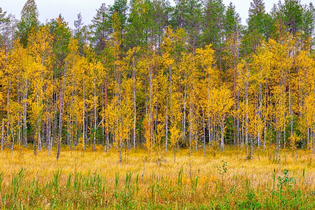 Paysage d'automne d'une clairière marécageuse à la périphérie d'une forêt mixte