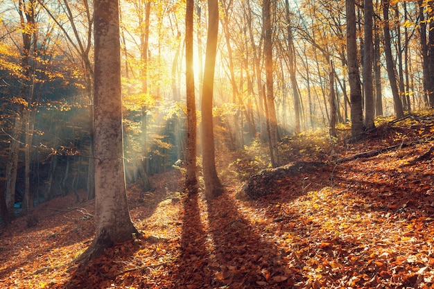 Paysage d'automne coloré avec des arbres et des feuilles orange.