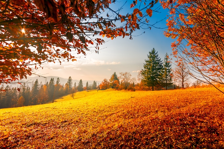 Photo paysage d'automne coloré
