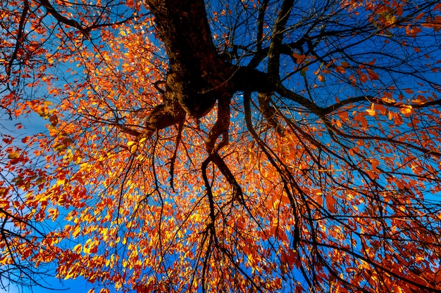 Paysage d'automne coloré