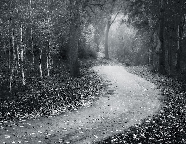 Paysage d'automne. Composition de la nature.