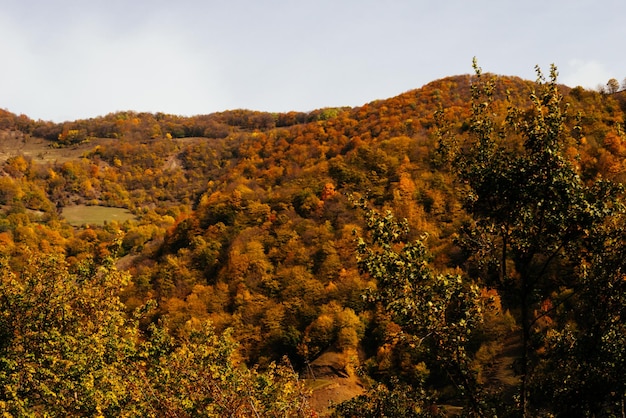 Un paysage d'automne à couper le souffle les pentes des montagnes sont couvertes d'arbres jaunes aux rayons du soleil