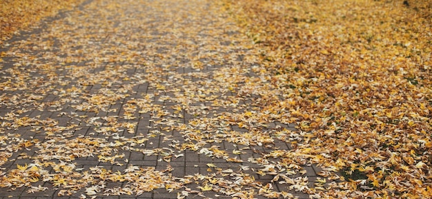 Paysage d'automne dans les feuilles mortes du parc