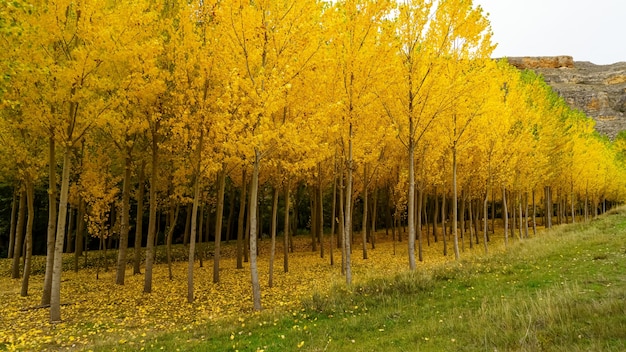 Paysage d'automne dans la forêt avec des arbres dorés, jaunes et verts et des feuilles tombées sur le sol. Ségovie, Espagne.