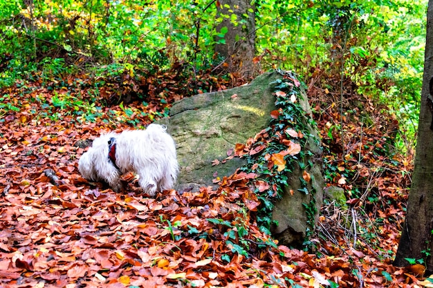 Paysage d'automne dans la forêt de La Fageda de Grevolosa, Barcelone, Catalogne.