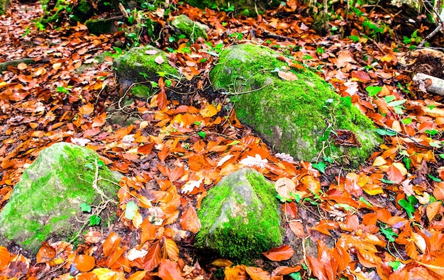 Paysage d'automne dans la forêt de La Fageda de Grevolosa, Barcelone, Catalogne.