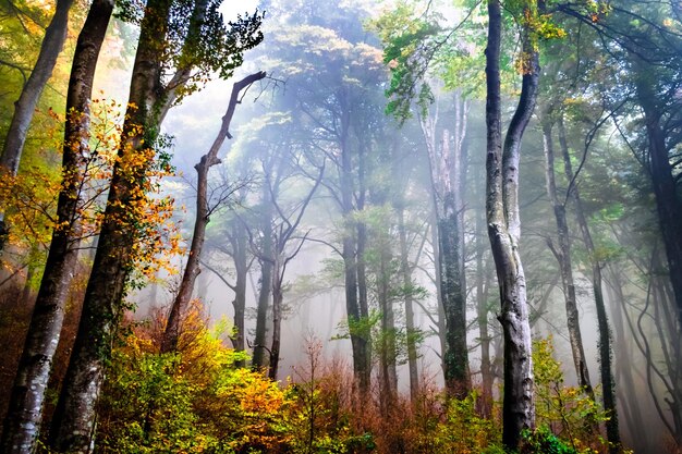 Paysage d'automne dans la forêt de La Fageda de Grevolosa, La Garrotxa.