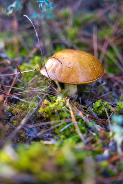 Paysage d'automne dans une forêt.