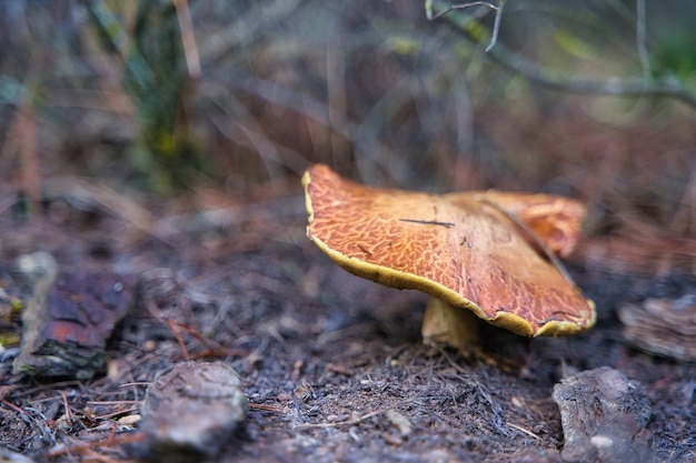 Paysage d'automne dans une forêt.