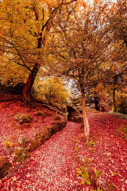 Photo paysage d'automne dans le parc de monza pendant le feuillage