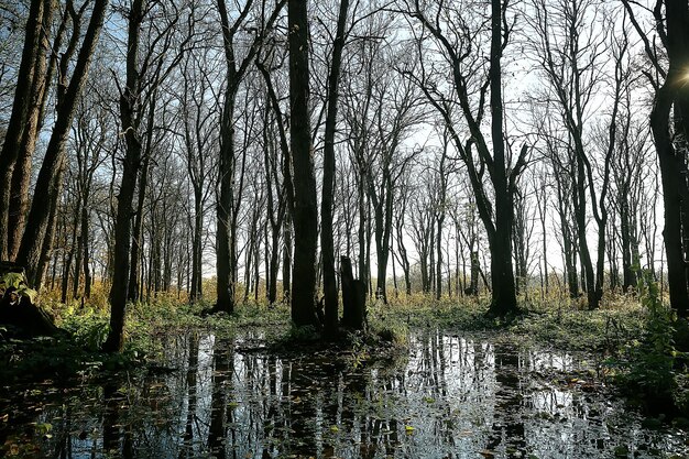 paysage d'automne dans le parc / paysage jaune saisonnier parc ensoleillé avec des feuilles mortes