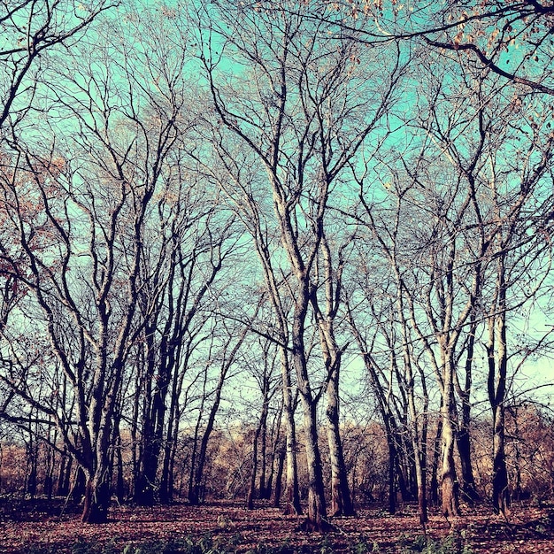 paysage d'automne dans le parc / paysage jaune saisonnier parc ensoleillé avec des feuilles tombées