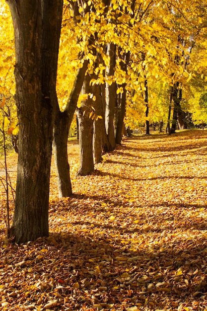 Photo paysage d'automne dans un parc de la ville, automne en moldavie.