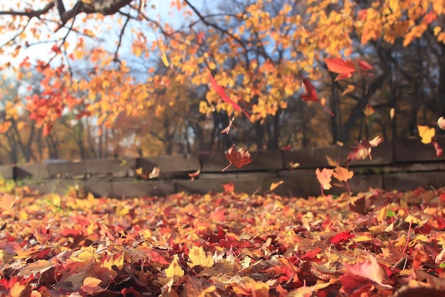 paysage d'automne dans le parc de la ville