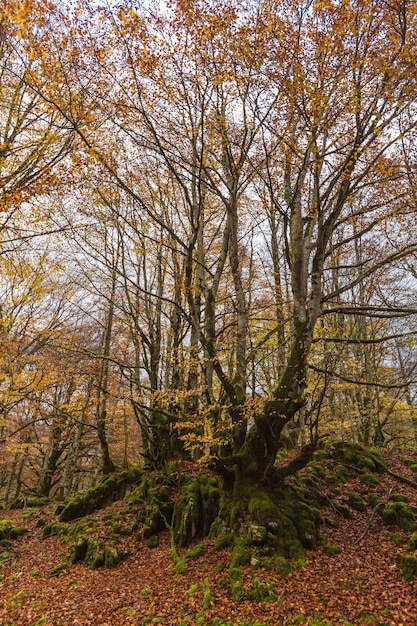 Paysage d'automne dans la Sierra de Urbasa, Communauté autonome de Navarre. Espagne