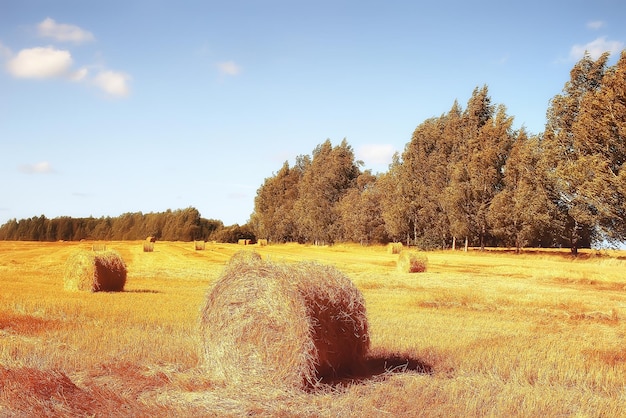 paysage d'automne du champ de tondeuse