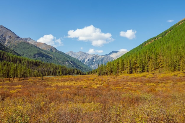 Paysage d'automne ensoleillé et lumineux avec une vallée dorée ensoleillée avec des sapins verts à flanc de montagne sous un ciel bleu. Superbe paysage alpin avec de belles montagnes sous un soleil doré aux couleurs d'automne.