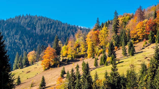 Paysage d'automne ensoleillé sur les pentes des montagnes