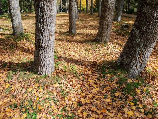 Paysage d'automne avec des feuilles jaunes et des troncs d'arbres