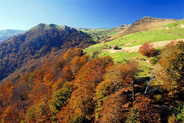 Paysage d'automne de la forêt d'Irati en France