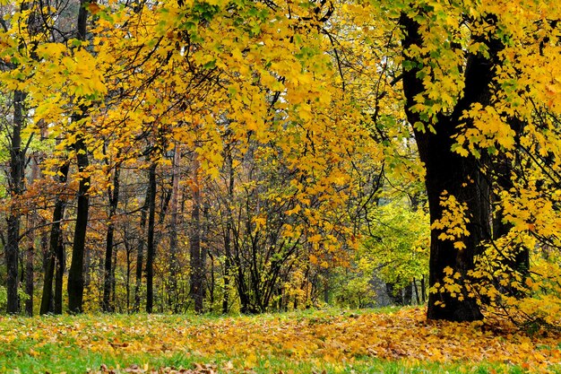 Paysage d'automne de la forêt naturelle