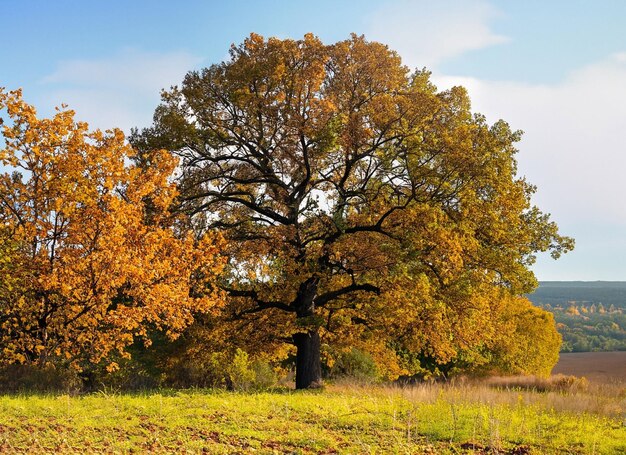 Paysage d'automne avec de l'herbe jaune