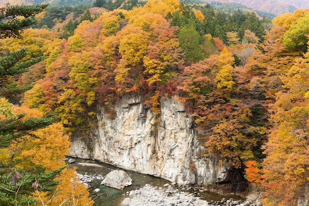 Paysage d'automne à kinugawa