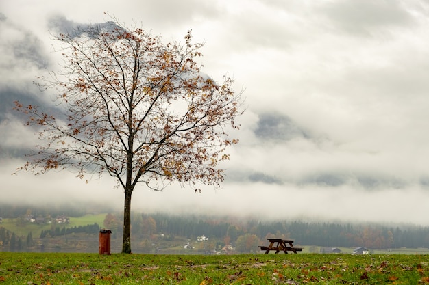 Paysage d'automne de mauvaise humeur avec des arbres nus et des bancs au bord du lac de montagne.