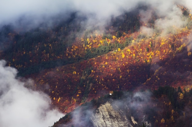 Le paysage d'automne de montagne avec forêt colorée