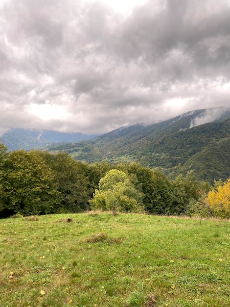 un paysage d'automne de montagne petit arbre solitaire