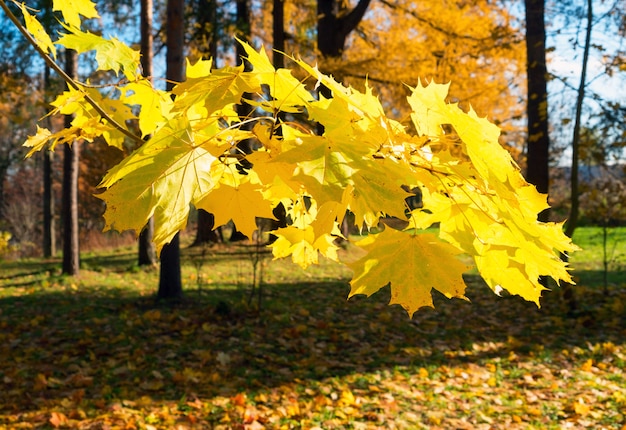 Paysage d'automne, parc de la ville sur une journée d'automne ensoleillée