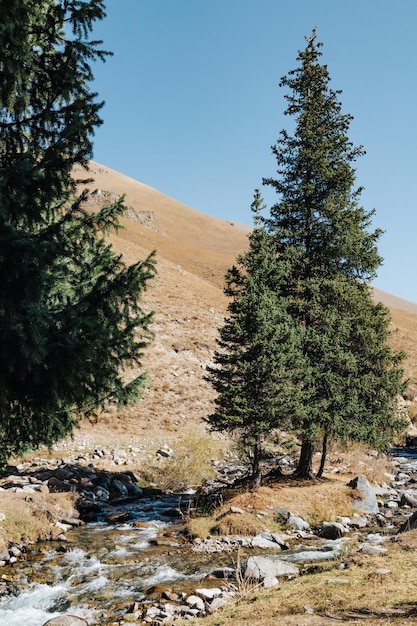 Paysage d'automne avec une petite rivière et de grands arbres sur fond de haute colline