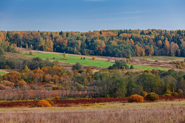 Paysage d'automne pittoresque avec champs et bois