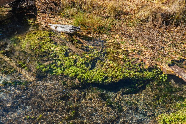 Paysage d'automne pittoresque avec de l'eau claire du ruisseau de montagne avec des plantes vertes et des feuilles jaunes tombées dans l'herbe. Flore sous-marine au fond d'un magnifique ruisseau de montagne avec une surface d'eau transparente.