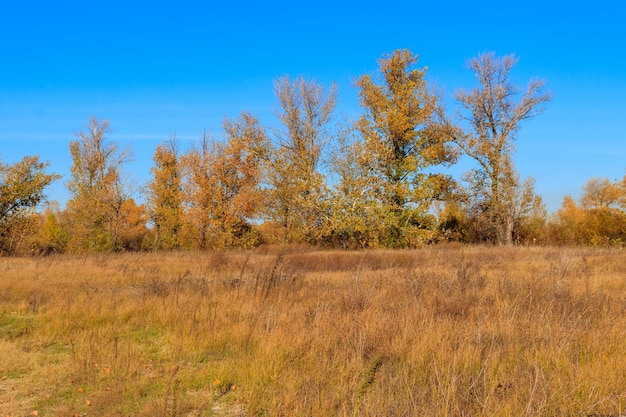 Paysage d'automne avec prairie sèche et arbres d'automne colorés
