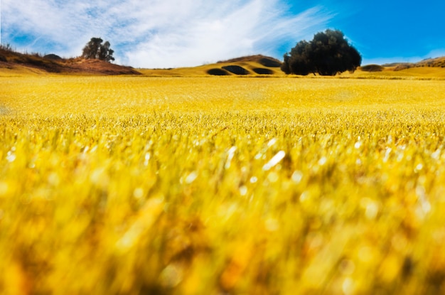 Paysage d&#39;automne. Pré champ jaune et ciel bleu