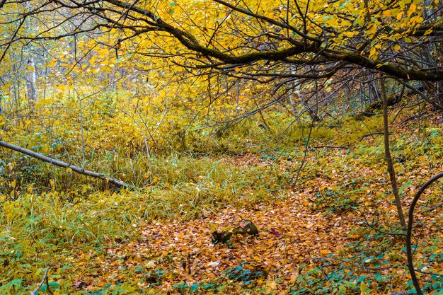 Paysage d'automne près du lac bleu. Kazan, Russie.