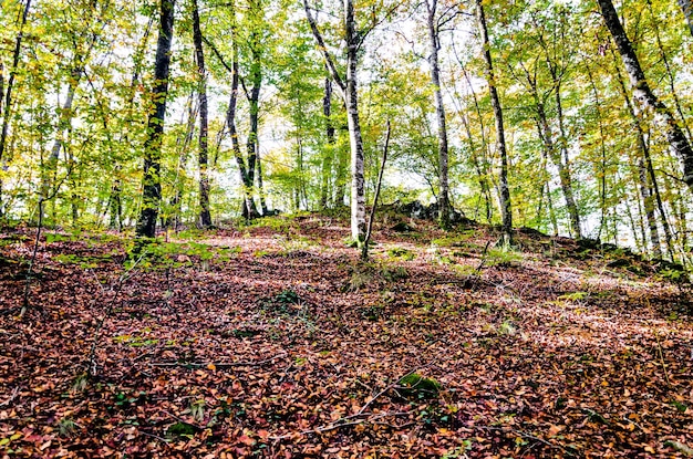 Paysage d'automne de la réserve naturelle de la Fageda d'en Jorda (forêt de hêtres de Jord) à La Garrotxa, Gérone.