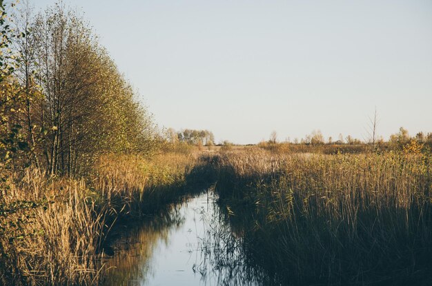 Paysage d'automne rural