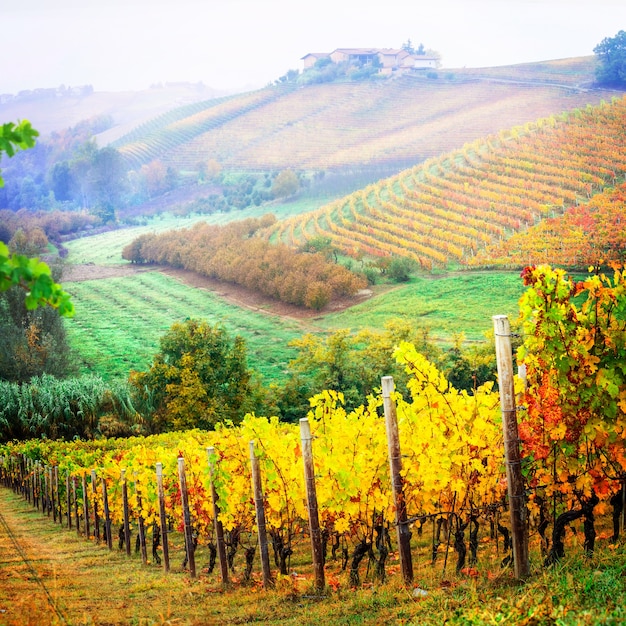 Photo paysage d'automne. vignobles aux couleurs dorées, région viticole du piémont en italie