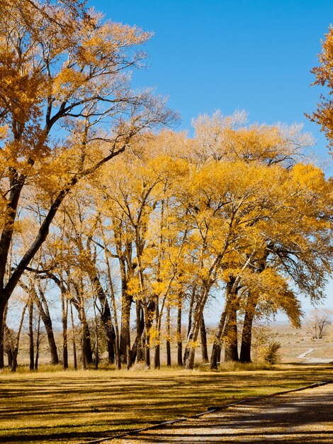 Paysage d'automne à Zapata Ranch, Colorado.