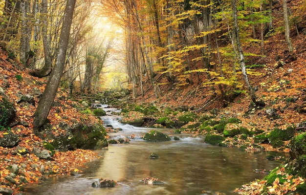 Paysage d'automne.