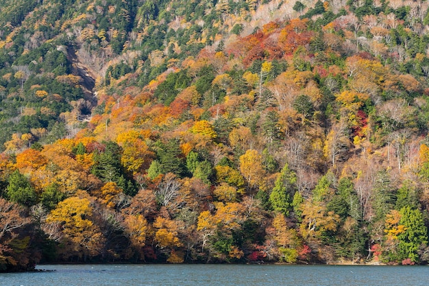 Paysage d&#39;automne