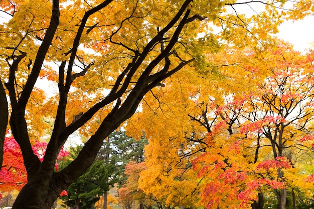 Paysage d&#39;automne