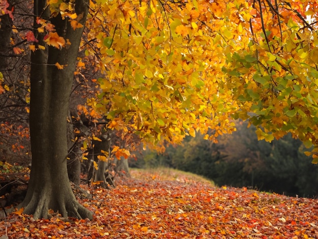 Photo paysage d'automne