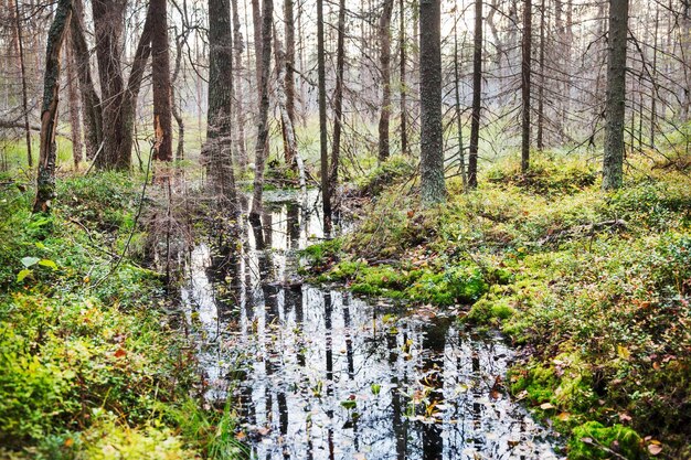 Paysage d&#39;automne