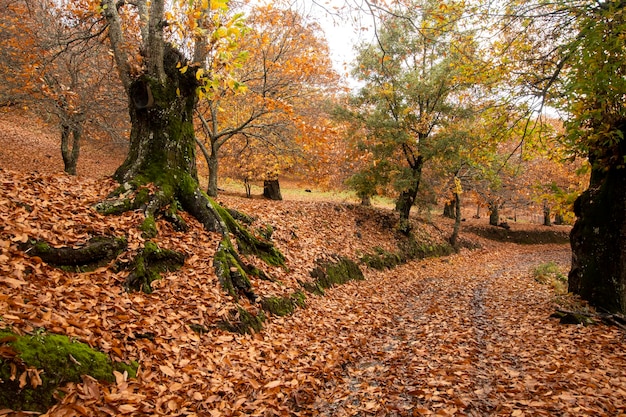 Paysage d&#39;automne