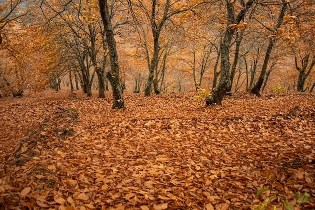 Paysage d&#39;automne